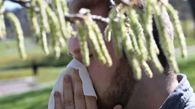Birkenpollen sind nun auf dem Saisonhöhepunkt. (Symbolbild) | Foto: Bernd Weißbrod/dpa