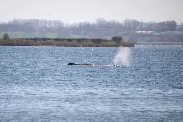 Der Buckelwal stößt noch immer Atemluft aus. | Foto: Philip Dulian/dpa