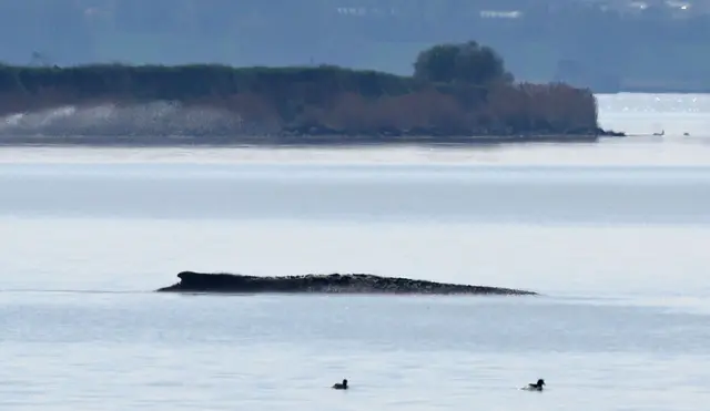 Der Buckelwal war auch am Mittwoch deutlich zu hören. | Foto: Bernd Wüstneck/dpa