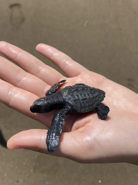Babyschildkröte in Costa Rica | Foto: Sina Mixdorf