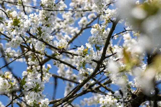 Der Frühling setzt sich langsam auch in Bayern durch (Archivbild). | Foto: Pia Bayer/dpa