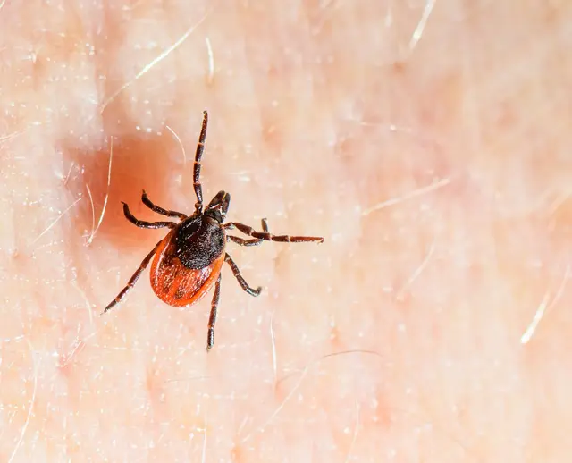 Der Gemeine Holzbock ist die häufigste Zeckenart in Deutschland und auch die, die hauptsächlich FSME und Borreliose auf den Menschen übertragt. (Archivbild) | Foto: Patrick Pleul/dpa