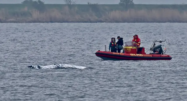 Der Wal ist am frühen Morgen losgeschwommen. Boote, die ihn guiden sollen, sind in seiner Nähe (Archivbild). | Foto: Bernd Wüstneck/dpa