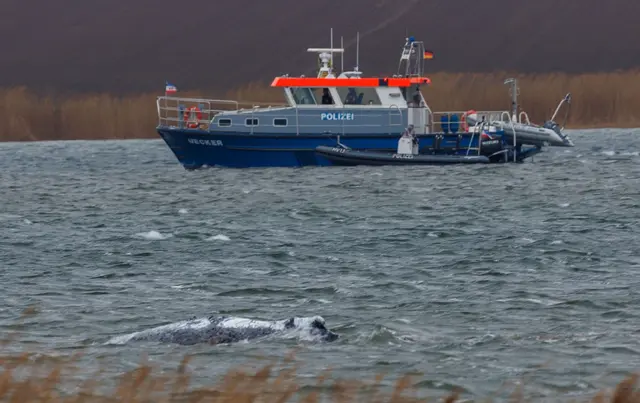 Am Morgen ist der gestrandete Buckelwal frei im Wasser geschwommen. | Foto: Jens Büttner/dpa
