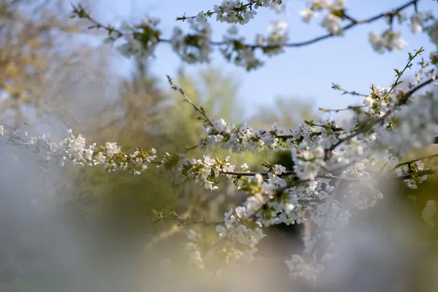 Blühende Bäume, wechselhafte Tage – der April macht seinem Namen alle Ehre. (Archivbild) | Foto: Pia Bayer/dpa