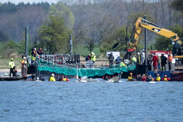 Das Tier bewegte sich durch eine zuvor ausgebaggerte Rinne in die sogenannte Barge, nachdem Helfer ihn zuvor mit Gurten in diese Richtung gezogen hatten. | Foto: Philip Dulian/dpa