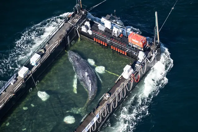 In einer Art stählernem Aquarium wird der Poeler Buckelwal Richtung Nordsee geschleppt | Foto: .Philip Dulian/dpa