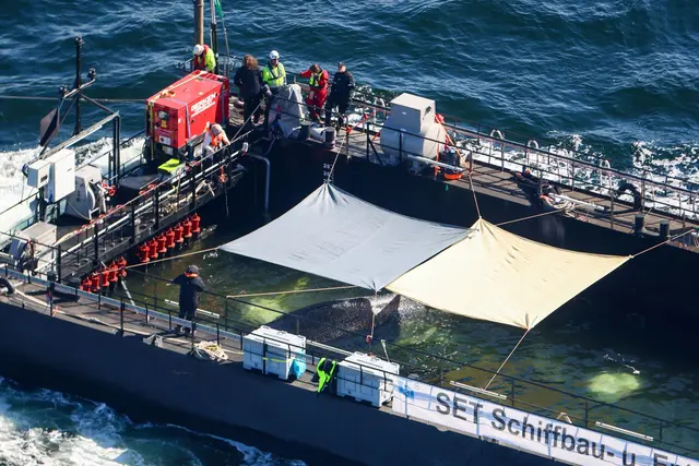 Der Wal soll in der Nordsee freigelassen werden. | Foto: Christoph Reichwein/dpa
