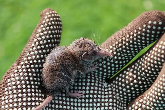 Spitzmäuse (Soricidae) sind an ihrer sehr langen, rüsselartigen Schnauze, den winzigen Augen und dem samtigen Fell erkennbar. Obwohl sie wie Mäuse aussehen, sind sie keine Nager, sondern mit Maulwürfen verwandt. Sie haben kurze Gliedmaßen, fünf Zehen und fressen als nützliche Insektenfresser Käfer, Larven und Würmer. | Foto: © Martina/stock.adobe.com