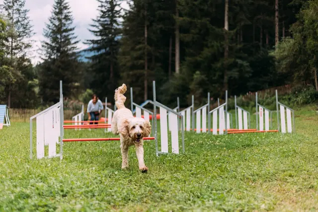 Perfekt für den Urlaub mit Hund: Eingezäunter Hunde-Trainingsplatz und Hunde-Badestrand. | Foto: Magdalena Pucher