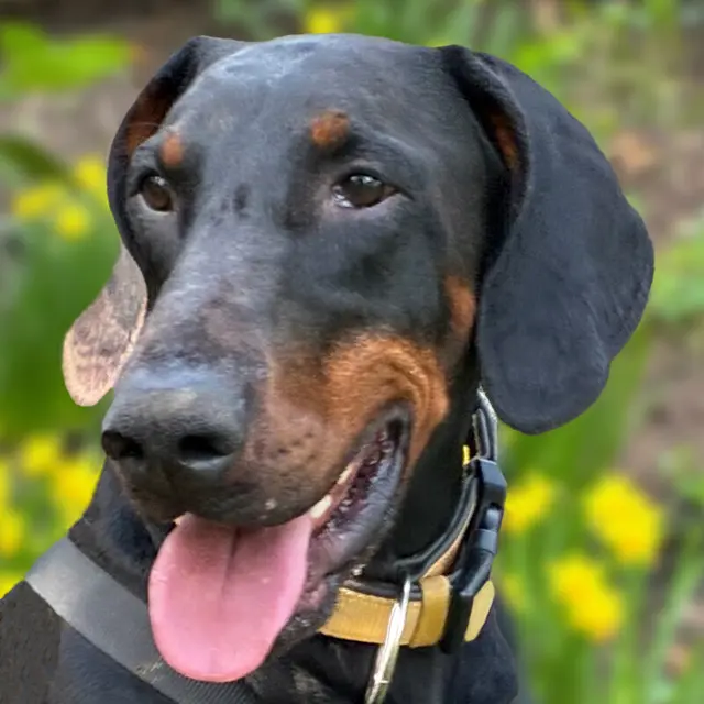 Doberbub Tulio möchte gerne in der Region bleiben. | Foto: Tiefhilfe Franken