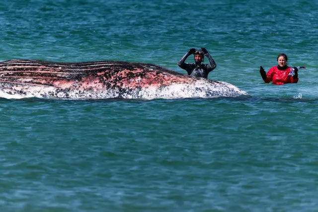 Der Buckelwal vor der dänischen Insel Anholt wurde anhand eines gefundenen Senders identifiziert.  | Foto: Marcus Golejewski/dpa