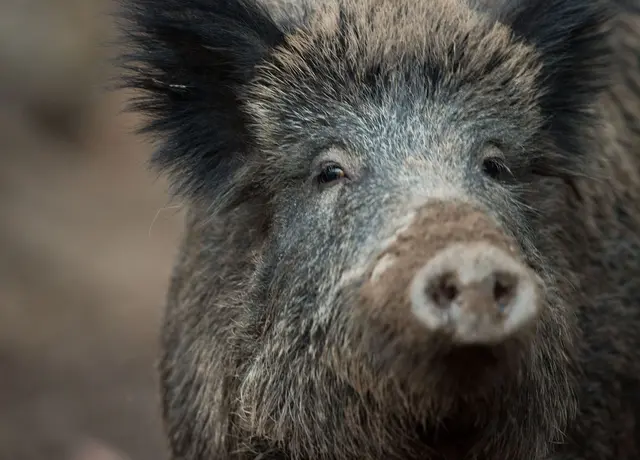 Ein Wildschwein hat in Nürnberg einen Polizeieinsatz ausgelöst. (Symbolbild) | Foto: Lino Mirgeler/dpa