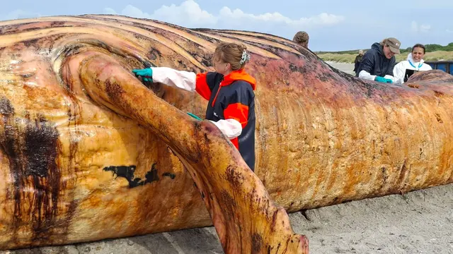 Fachleute obduzierten den als «Timmy» bekannten Buckelwal am Strand der Insel Anholt. | Foto: Kai Moorschlatt/dpa