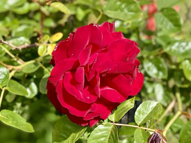 Noch hängen Tropfen an den Rosen. Ab nächster Woche soll es endlich besser werden.  | Foto: Nicole Fuchsbauer