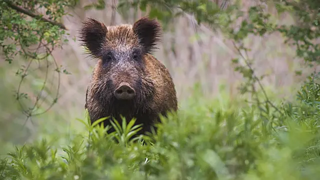 Foto: ©  WildMedia/stock.adobe.com/Symbolbild
