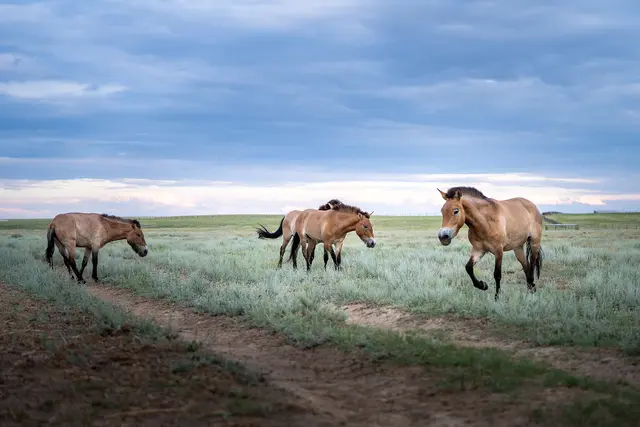 Die Przewalski-Pferde in der Auswilderungsanlage im kasachischen Alibi. Ein Tier aus dem Nürnberger Tiergarten trägt künftig zum Erhalt der kasachischen Steppe bei. Es wurde Anfang Juni 2026 gemeinsam mit drei anderen per Flugzeug und LKW dorthin gebracht.
 | Foto: Oliver Le Que/Zoo Prag