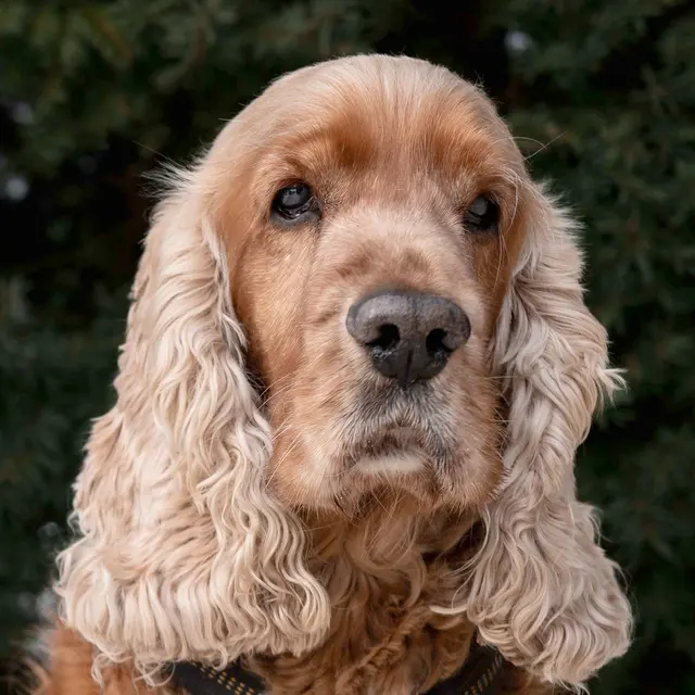 Benny Bub sucht nach dem Verlust seines Herrchens einen Ruhealtersplatz, wo er Liebe und Geborgenheit erfahren kann. | Foto: Tierhilfe Franken
