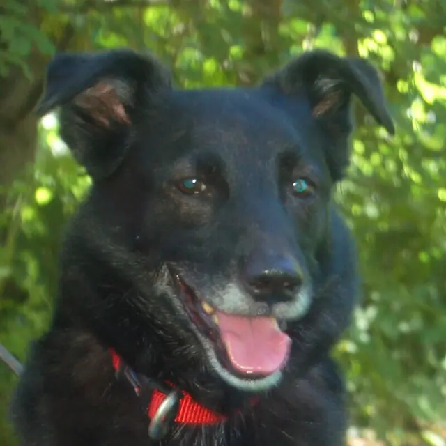 Sammy Deluxe mag Menschen jeden Alters. | Foto: Tierhilfe Franken