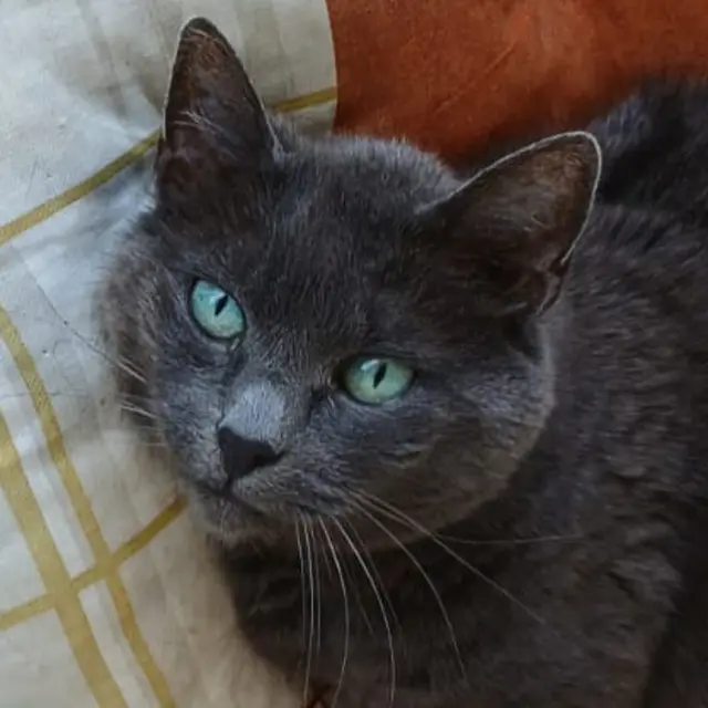 Emma überzeugt als edle Dame ohne Starallüren. | Foto: Tierhilfe Franken