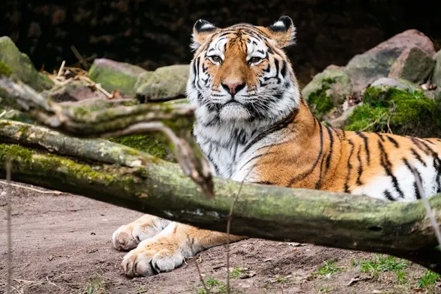 Tigerkater Manu hat im Zoo Landau ein neues Zuhause gefunden. | Foto: Tom Burger/Tiergarten Nürnberg/dpa