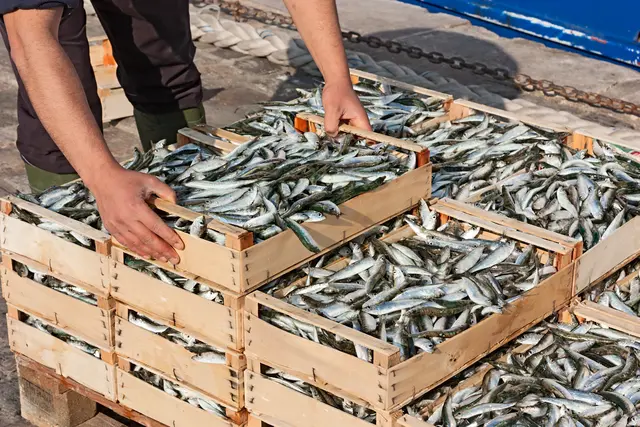 In vielen Regionen gelten die Sardinen als überfischt. | Foto: ermess-stock.adobe.com (Symbolbild)