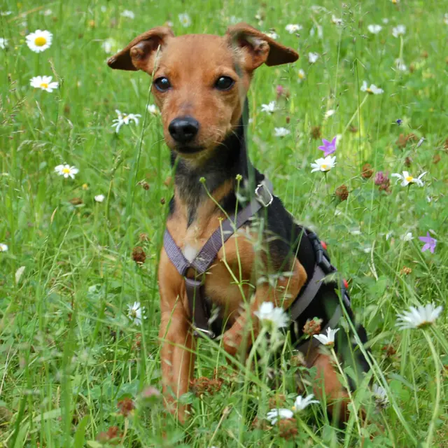 Miss Jessy genießt es, sich richtig verwöhnen zu lassen. | Foto: Tierhilfe Franken