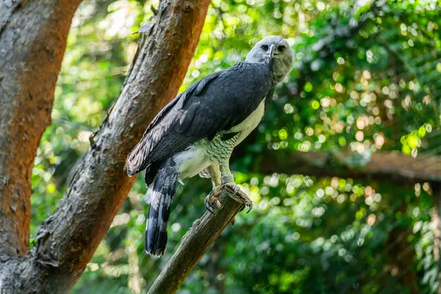 Harpyie Domingo ist im Zuge des Europäischen Erhaltungszuchtprogramms (EEP) in den Weltvogelpark Walsrode umgezogen. Die Koordination des EEP liegt beim Tiergarten Nürnberg. | Foto: Tom Burger / Tiergarten Stadt Nürnberg