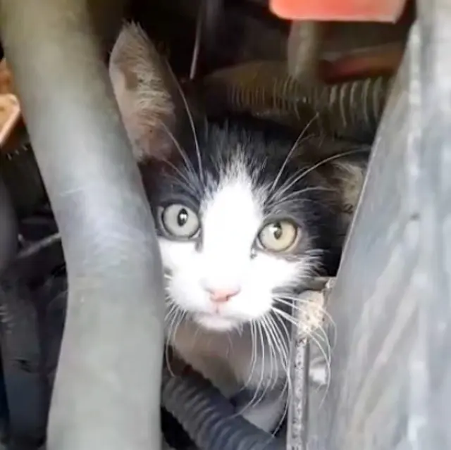 So lugte Rocky Balboa aus dem Motorraum. | Foto: Tierhilfe Franken