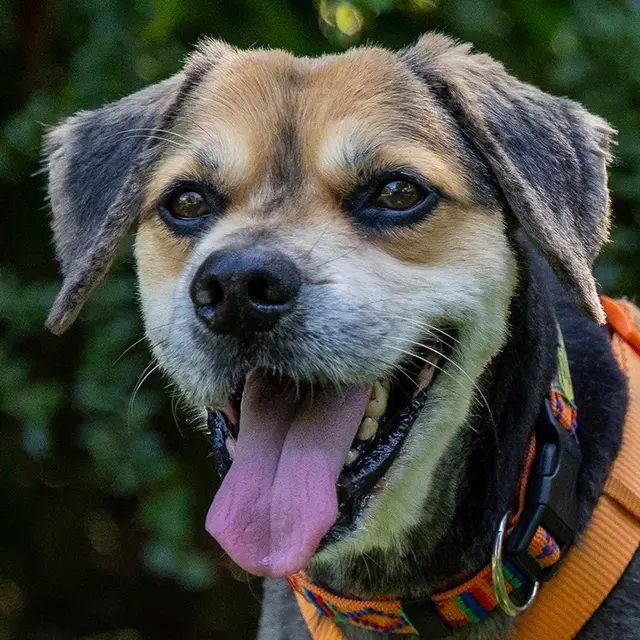 Servus Max hat ein kluges Köpfchen und einen mitreißenden Charme. | Foto: Tierhilfe Franken
