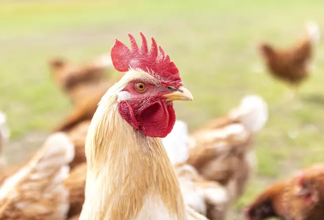 Foto: © TOPIC/AdobeStock (Symbolbild)
