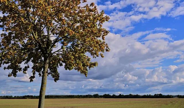 Vielen Menschen in Deutschland stehen sonnige Herbsttage bevor. | Foto: Patrick Pleul/dpa