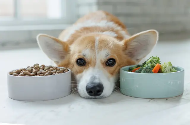 Je nach Größe, Appetit und Vorlieben, kann die Ernährung eines Hundes zu einer kostspieligen Angelegenheit werden. | Foto: nuzza11-stock.adobe.com (Symbolbild)