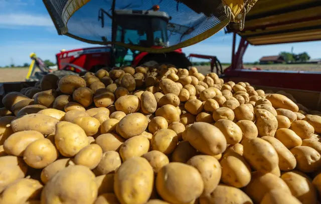 Dürre und kleinere Anbauflächen lassen die Kartoffelernte schrumpfen.  | Foto: Christoph Schmidt/dpa (Archivbild)