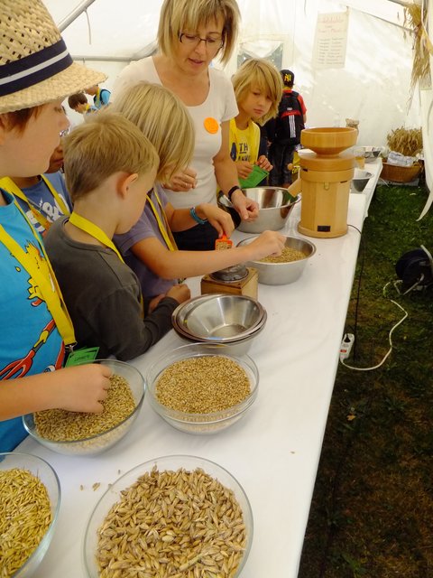 Getreide ernten und verarbeiten – Kinder bekommen bei Mini-Dinkelsbühl an vier Tagen im August einen Einblick in die Welt der Erwachsenen