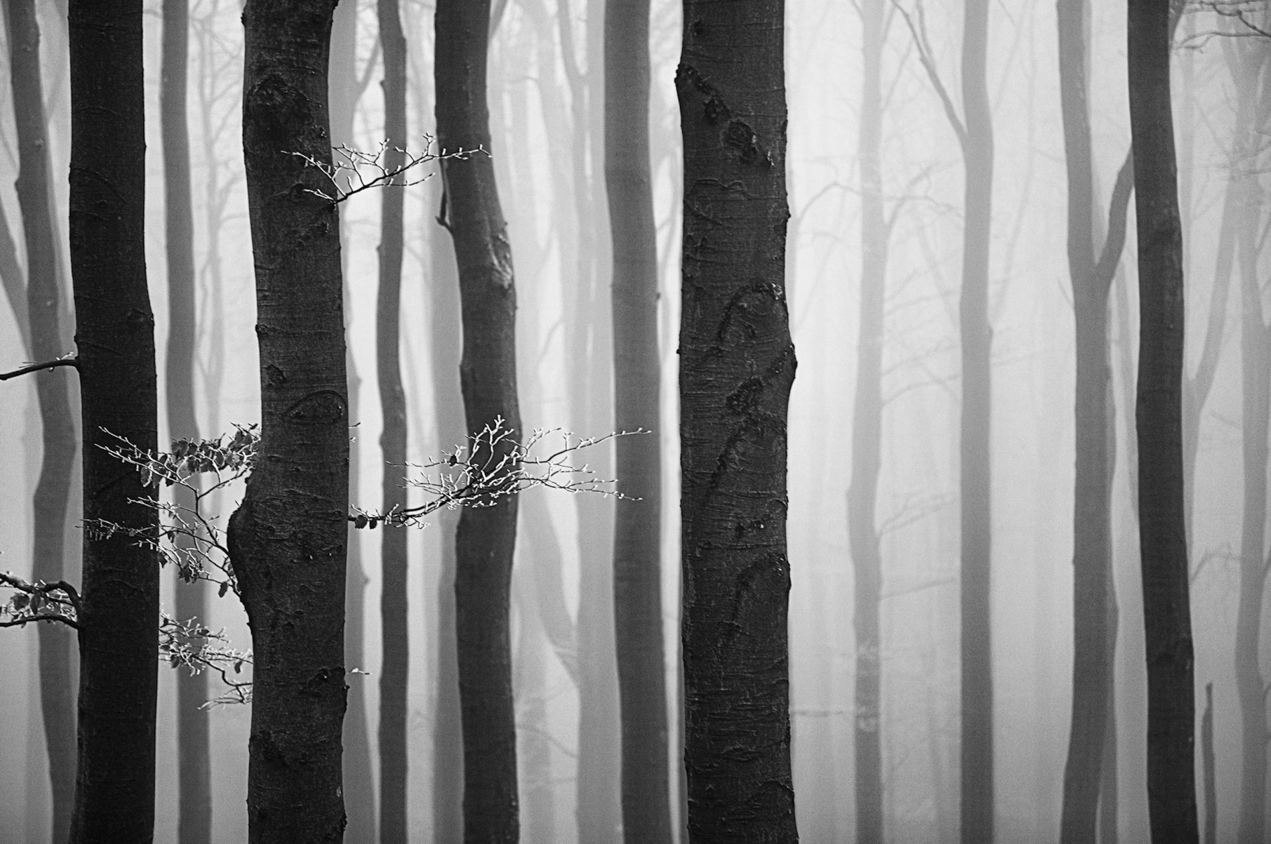 Sepp Martins Nebelbilder in Schwarzweiß lassen Wald und Umwelt luftig und geheimnisvoll erscheinen.