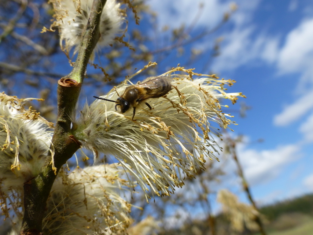 kommt ein neuer Frühling.... und mit ihm, hoffentlich auch die Bienen....