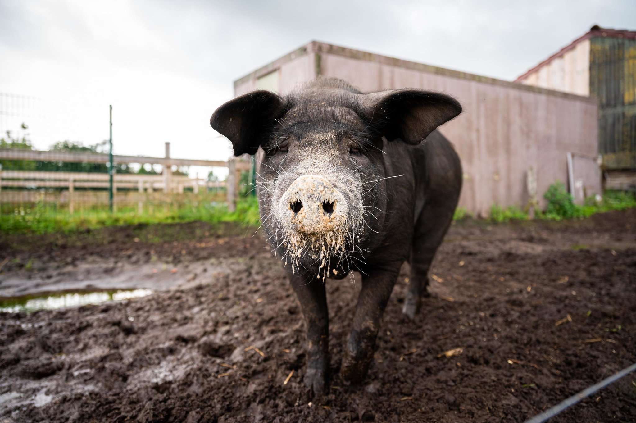 Bild des Tages Bobby ist jetzt InstagramStar und weiß, wie man überlebt!