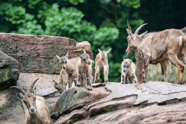 Im Tiergarten der Stadt Nürnberg kamen in den letzten Wochen neun Alpensteinböcke (Capra ibex) zur Welt. Die jüngsten sind erst wenige Tage alt. Ein Teil von ihnen könnte 2026 in den Alpen ausgewildert werden. | Foto: Tom Burger / Tiergarten Nürnberg