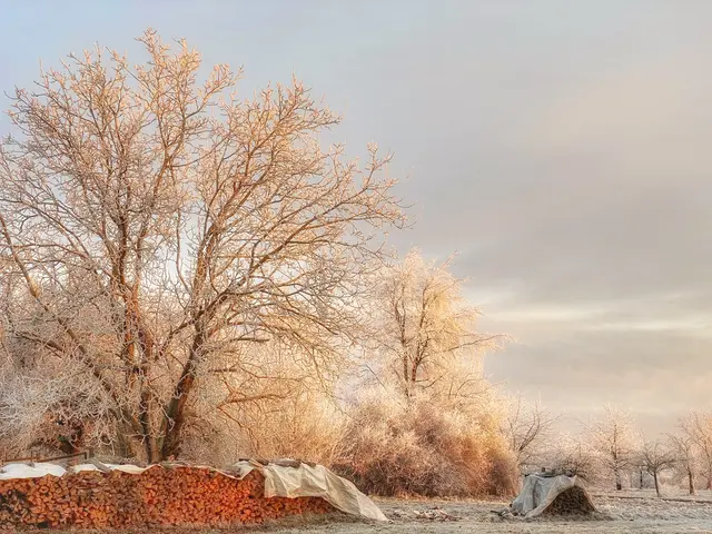 Schnee zu Weihnachten? In einigen Regionen könnten an den Festtagen weiße Flocken fallen, doch vielerorts bleibt es grün – und die Nächte werden besonders kalt. Wo es nicht schneit, wird es Reif geben.  | Foto: Nicole Fuchsbauer
