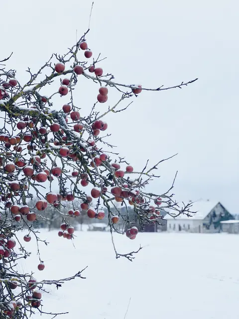Die schönen Seiten des Winters. Schneeidylle in Oberfranken.  | Foto: Nicole Fuchsbauer