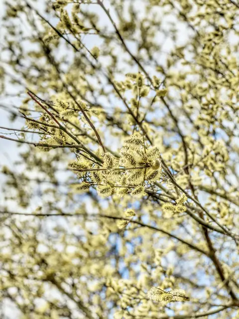 Nach regnerischen Tagen kommt der Bilderbuch-Frühling langsam zurück nach Deutschland. Bald steigen die Temperaturen an, wie der Deutsche Wetterdienst (DWD) vorhersagt. Denn schließlich ist es erst März - nur Geduld, die ersten Boten sind schon da! | Foto: Nicole Fuchsbauer