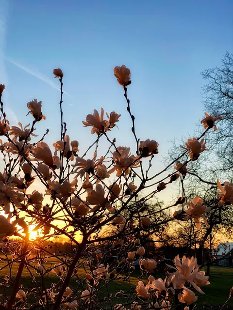 REGION - Die Magnolienblüten sind ein Symbol für Frühling und Schönheit. In Gedichten werden sie oft mit sanften Farben und lebendigen Bildern beschrieben, die die Natur und die menschliche Seele erfüllen.  "Das Flüstern der Magnolie": Dieses Gedicht beschreibt die Magnolienblüten als Kunstwerke der Natur, die in sanften Farben von Weiß bis Rosa die Herzen berühren. Es erzählt Geschichten von Frühling und Hoffnung. | Foto: © Nicole Fuchsbauer