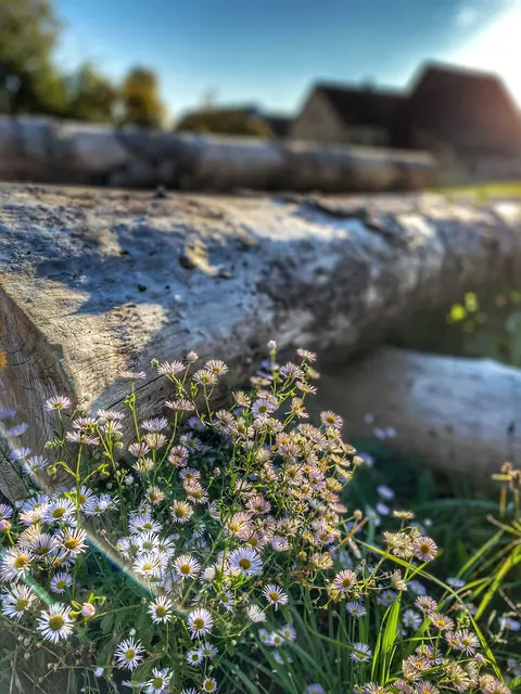 Gänseblümchen von Heinz Erhardt
Ein Gänseblümchen liebte sehr ein zweites gegenüber,
drum rief's: "Ich schicke mit'nem Gruss dir eine Biene' rüber!" Da rief das andere: "Du weisst, ich lieb dich nicht minder, doch mit der Biene, das lass sein, sonst kriegen wir noch Kinder!"  | Foto: Nicole Fuchsbauer